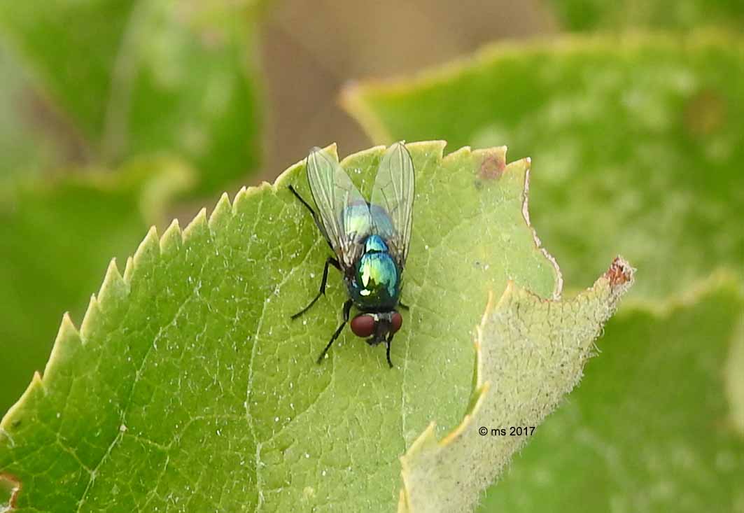 Muscidae?  S, Pyrellia vivida